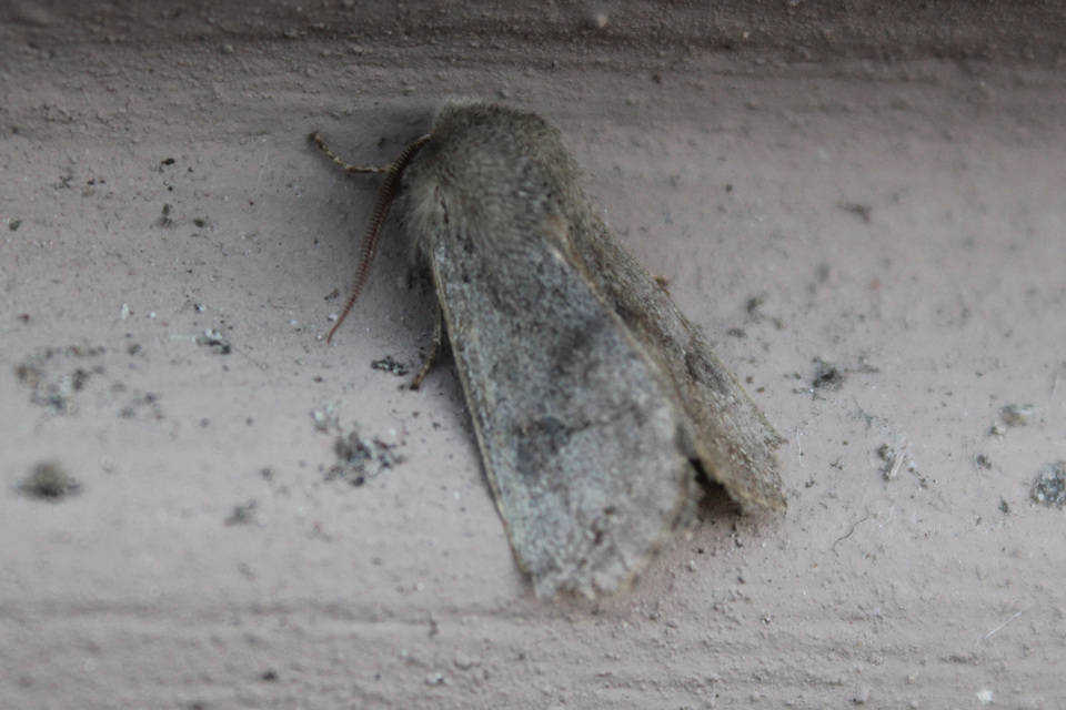 Orthosia populeti - nyárfa-barkabagoly