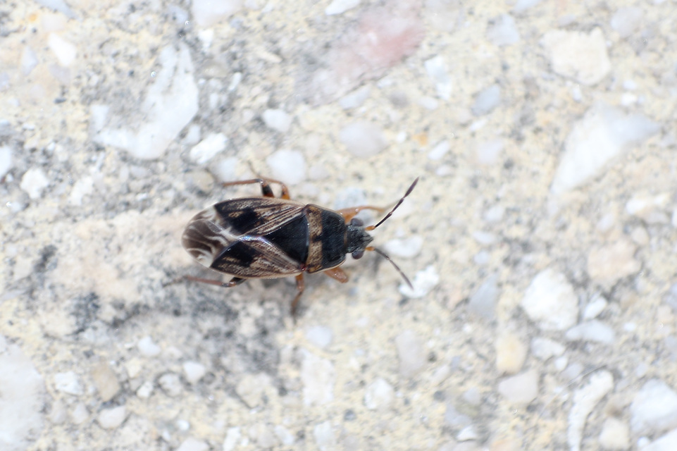Trapezonotus dispar Trapezonotus dispar