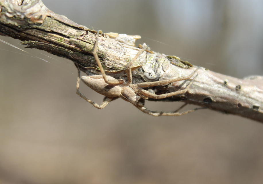 Pisaura mirabilis - csodáspók