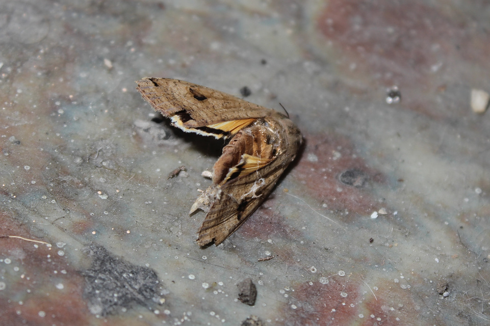 Noctua pronuba - nagy sárgafűbagoly