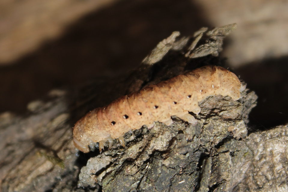 Noctua fimbriata - szélessávú sárgafűbagoly