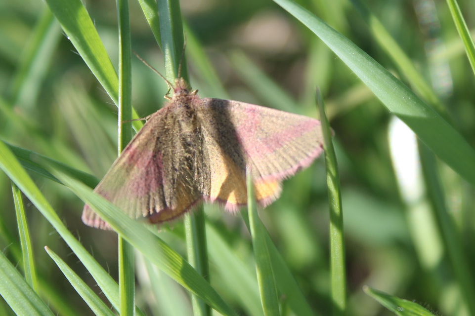 Lythria purpuraria - bíborsávos araszoló