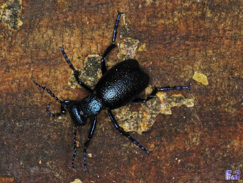 Meloe proscarabaeus - közönséges nünüke