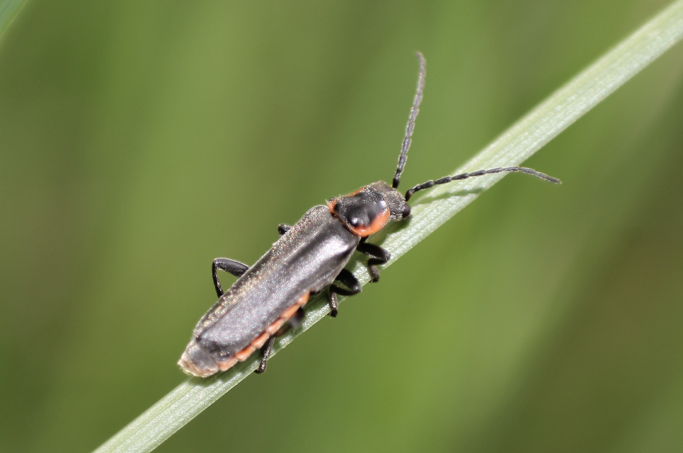 Cantharis liburnica - déli lágybogár