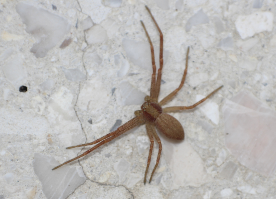 Philodromidae - fürgekarolópókok