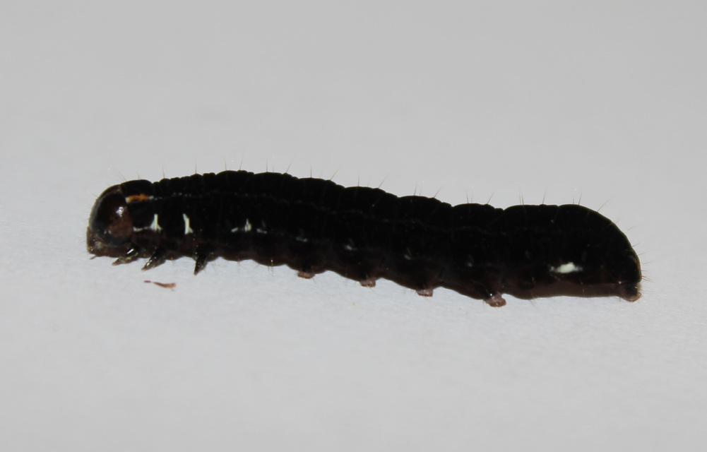 Eupsilia transversa - holdacskás télibagoly