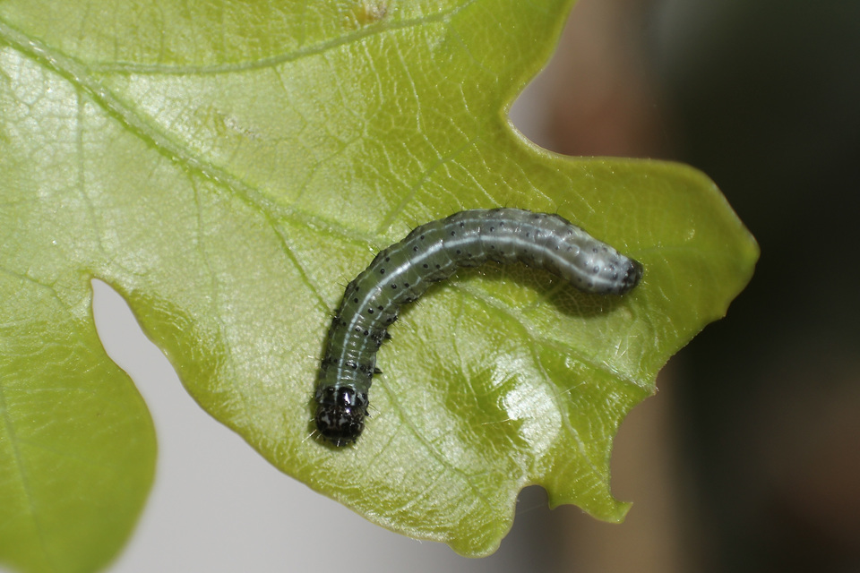 Orthosia cruda - kis barkabagoly