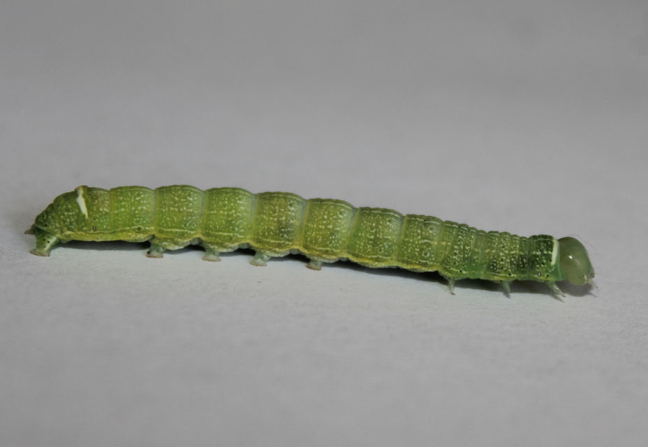 Orthosia cerasi - közepes barkabagoly