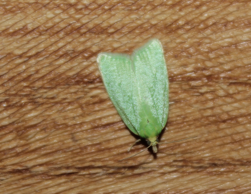 Tortrix viridana - tölgyilonca