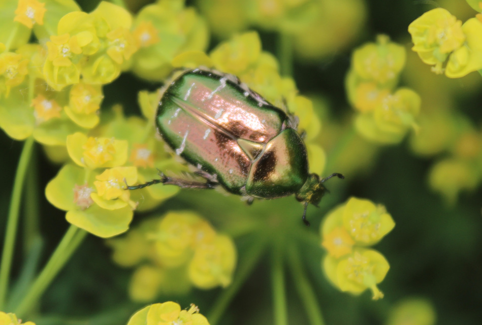 Cetonia aurata - aranyos virágbogár