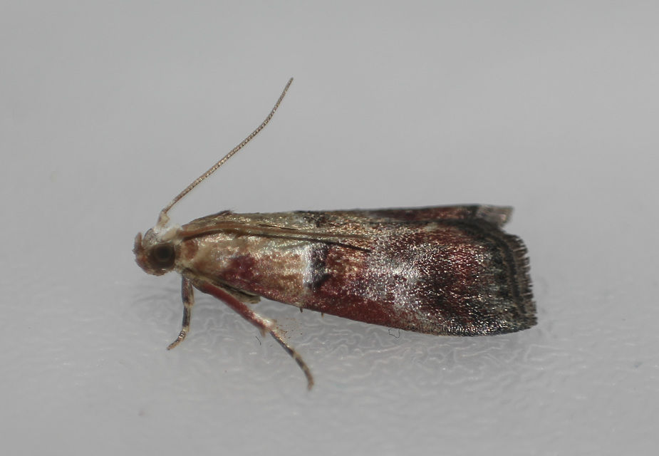 Acrobasis repandana - tarkamintás karcsúmoly