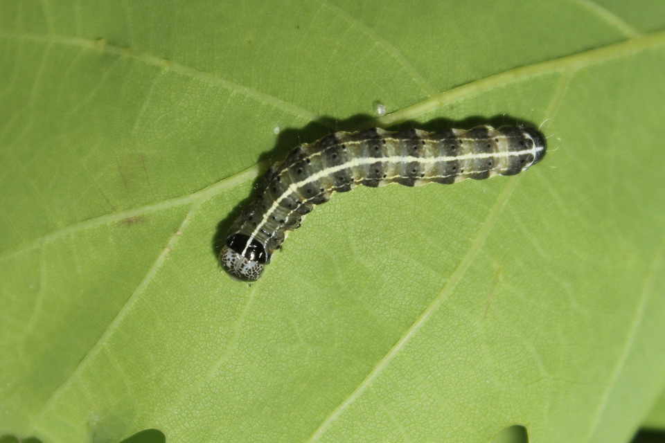 Orthosia cruda - kis barkabagoly