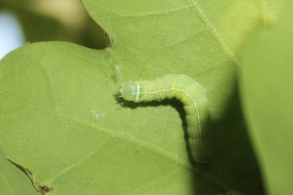 Orthosia cerasi - közepes barkabagoly