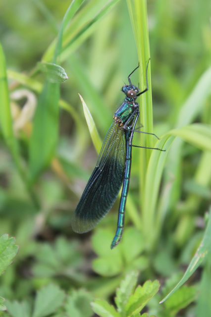 Calopteryx splendens - sávos szitakötő