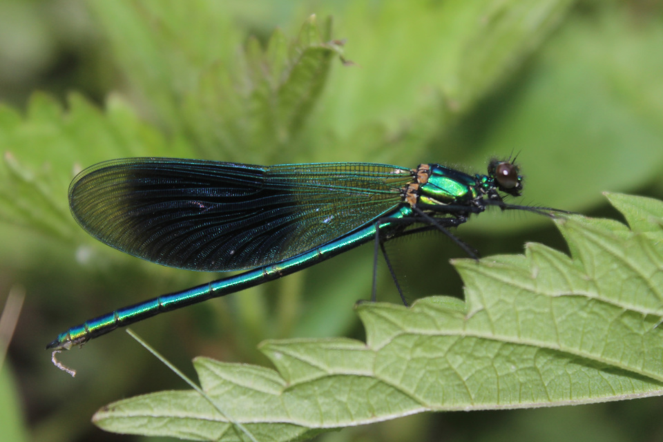 Calopteryx splendens - sávos szitakötő
