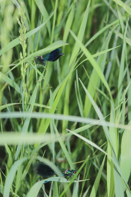 Calopteryx splendens - sávos szitakötő