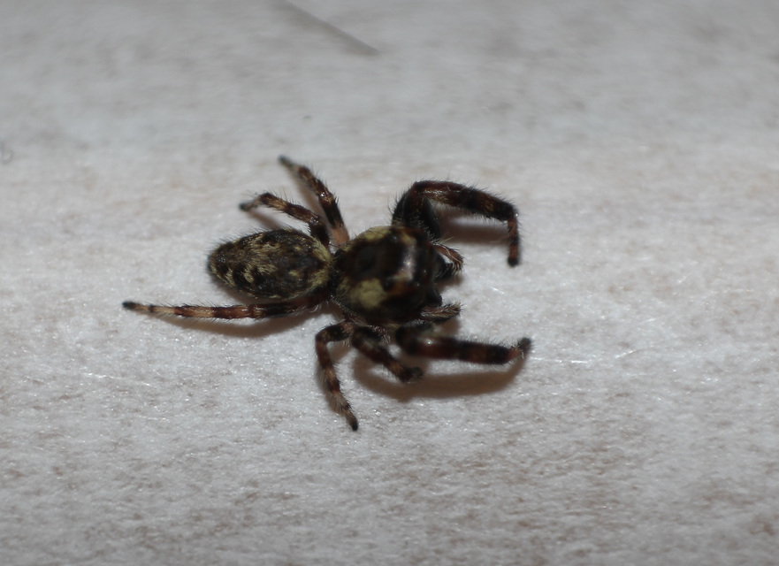 Salticidae - ugrópókok