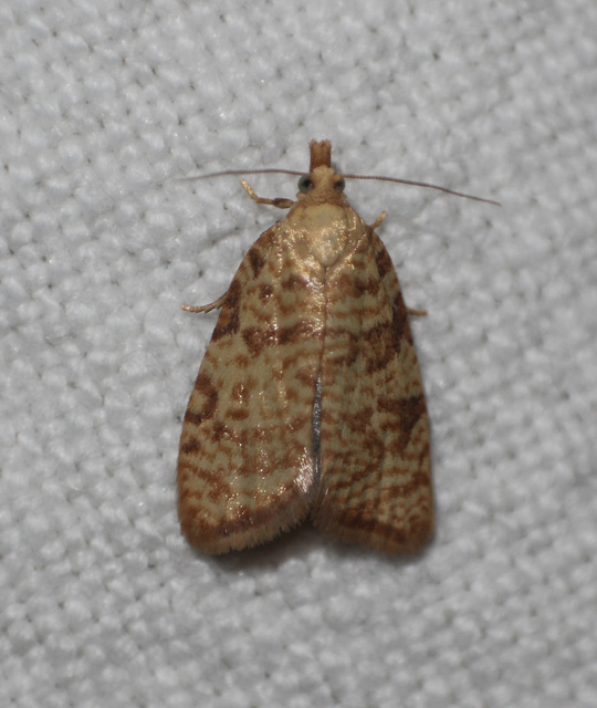 Aleimma loeflingiana - tölgylevél-sodrómoly Aleimma loeflingiana - tölgylevél-sodrómoly