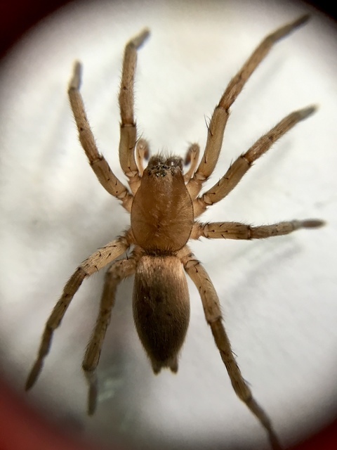 Gnaphosidae - kövipókok