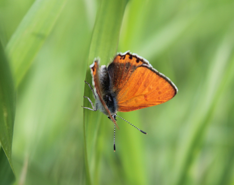 Lycaena thersamon - kis tűzlepke