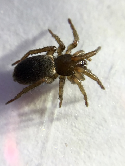 Gnaphosidae - kövipókok