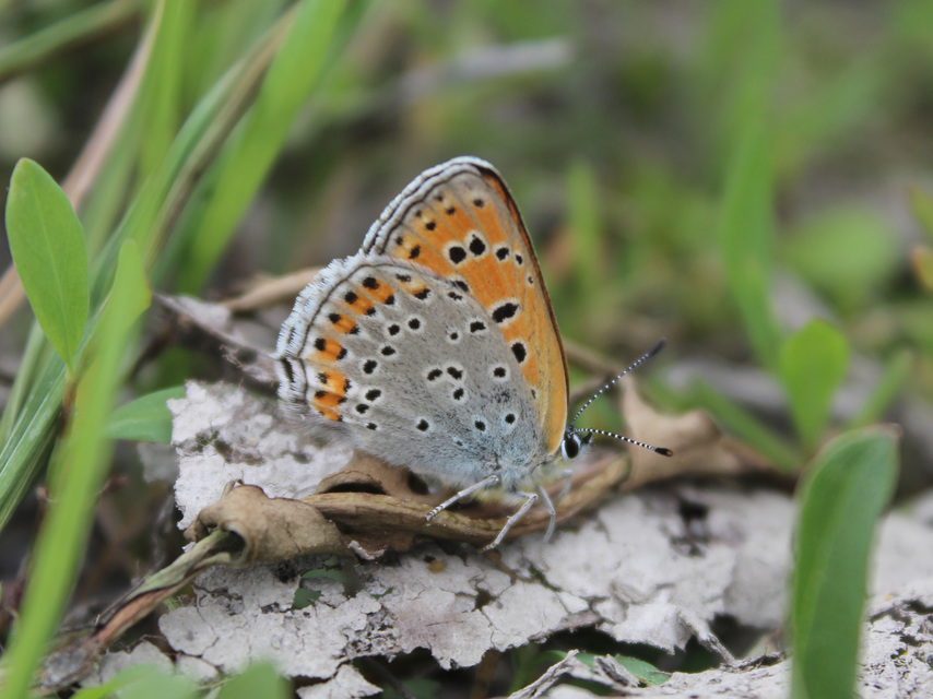 Lycaena thersamon - kis tűzlepke