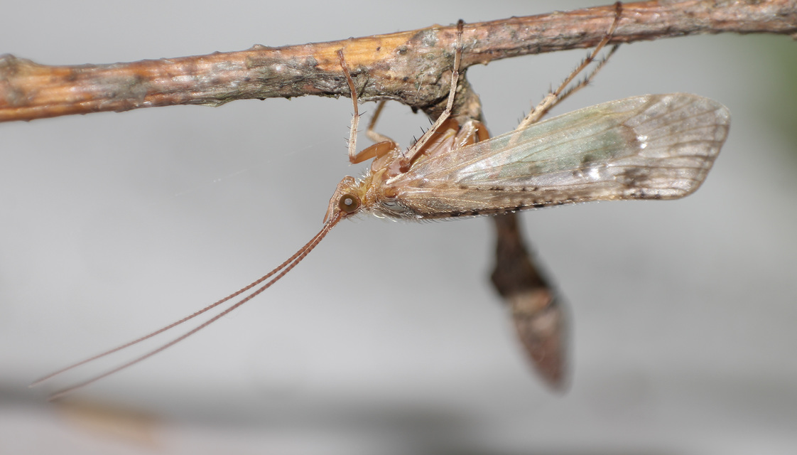 Trichoptera - Tegzesek
