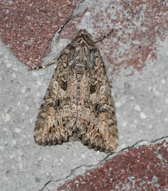 Hadula trifolii - lóherebagoly