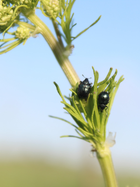 Involvulus pubescens - szőrös eszelény