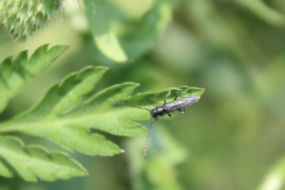 Phytoecia cylindrica - medvelapucincér