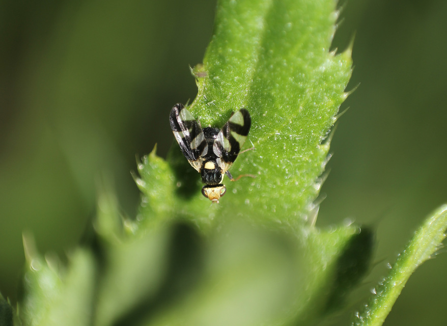 Urophora cardui