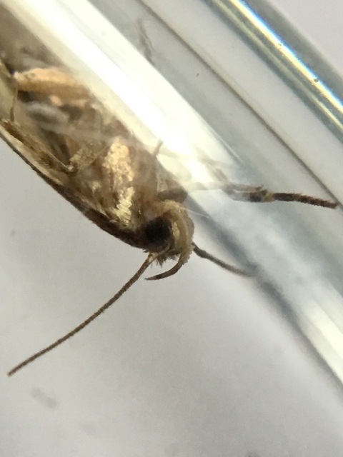 Depressariidae - laposmolyfélék