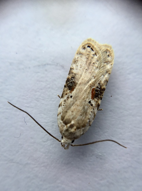 Agonopterix alstromeriana - bürök-laposmoly