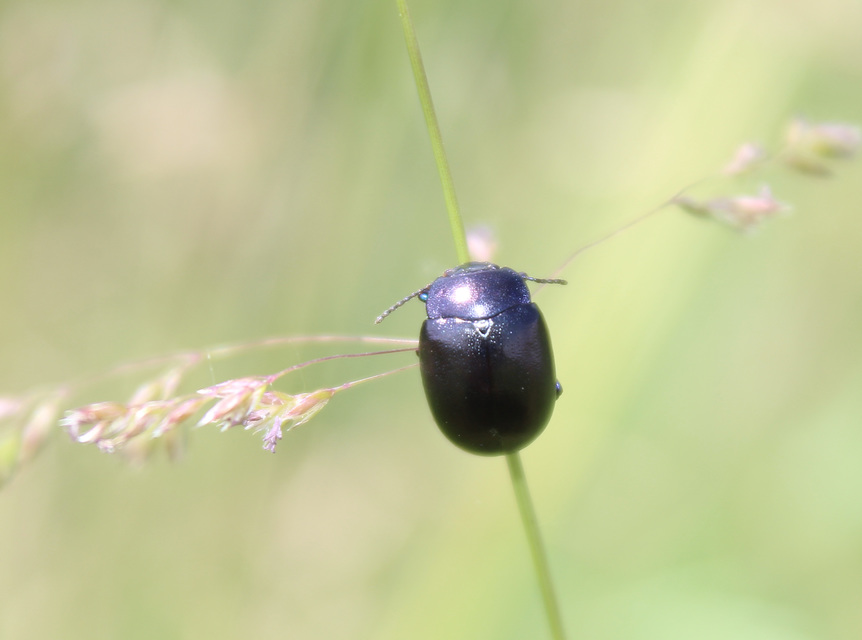 Chrysolina sturmi - vöröslábú levelész