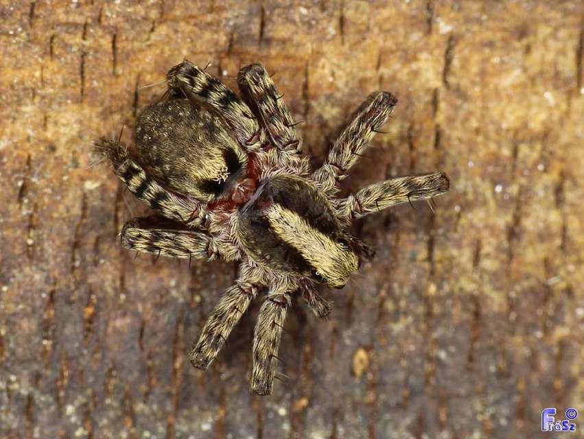 Pardosa