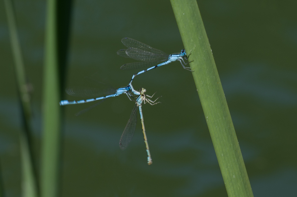 Enallagma cyathigerum - kéksávos légivadász