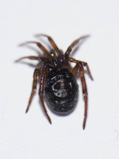 Steatoda bipunctata - kétpettyes faggyúpók