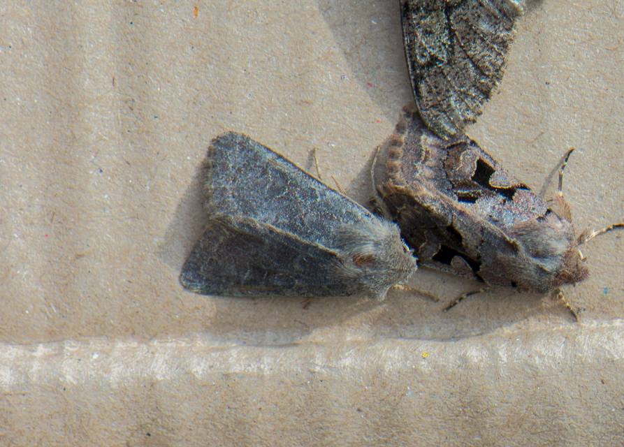 Orthosia populeti - nyárfa-barkabagoly