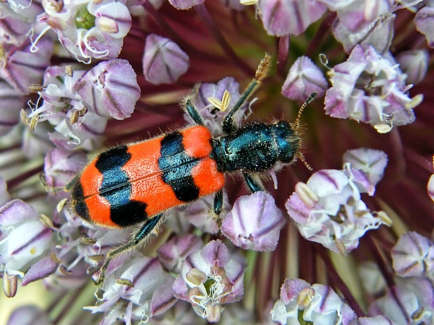 Trichodes apiarius - szalagos méhészbogár
