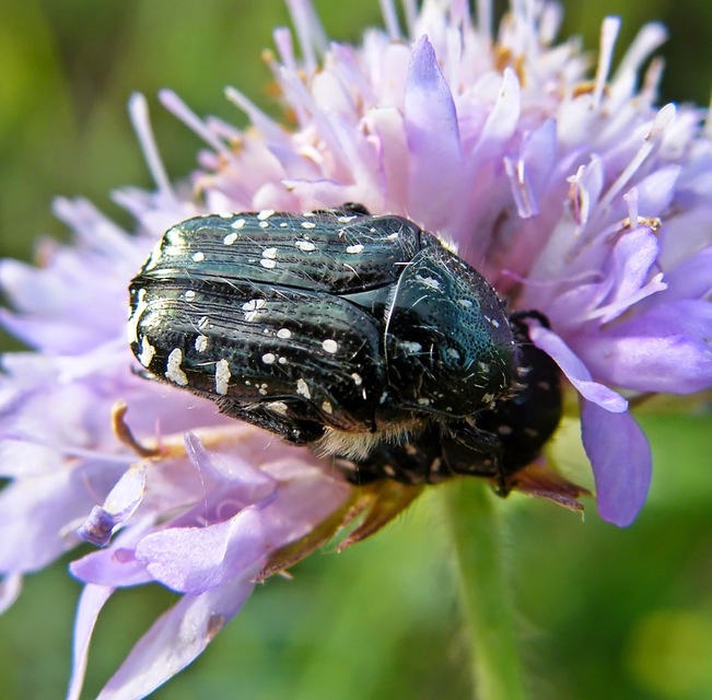 Oxythyrea funesta - sokpettyes virágbogár
