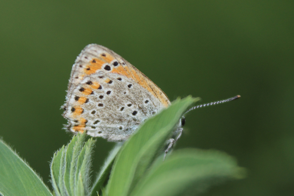 Lycaena thersamon - kis tűzlepke