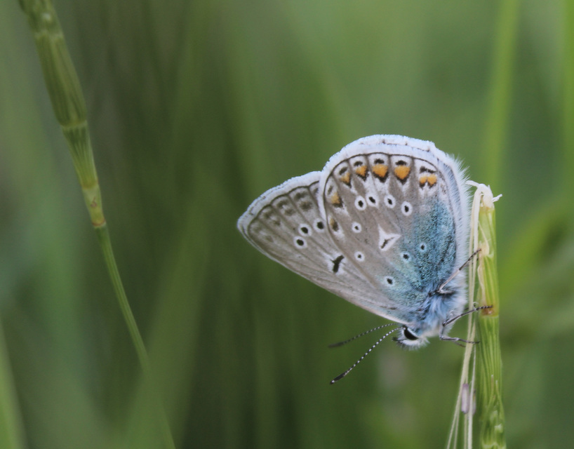 Polyommatus icarus - közönséges boglárka