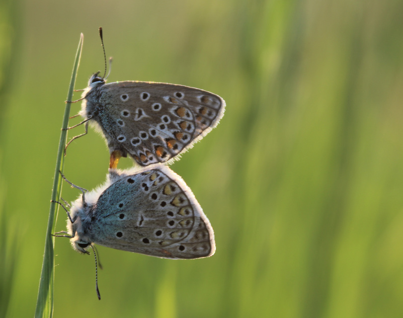 Polyommatus icarus - közönséges boglárka