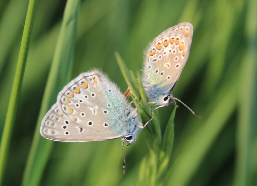 Polyommatus icarus - közönséges boglárka