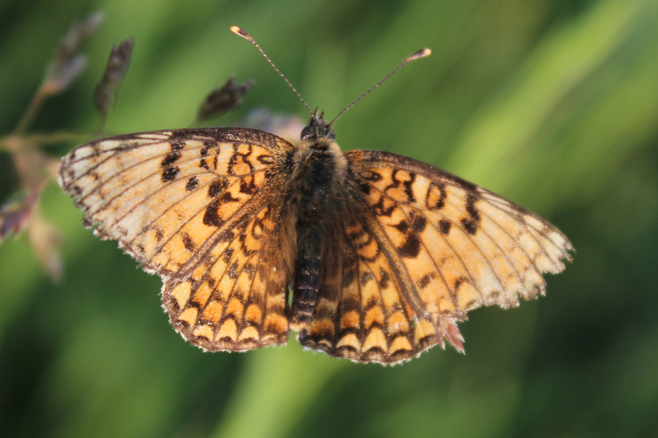 Melitaea phoebe - nagy tarkalepke