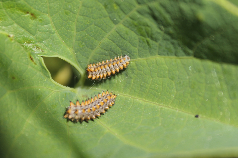 Zerynthia polyxena - farkasalmalepke