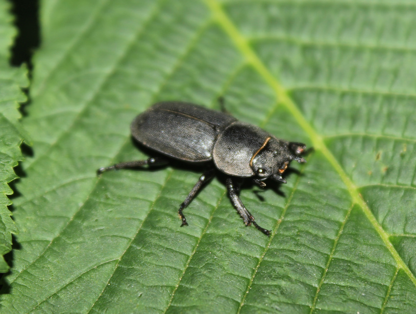 Dorcus parallelipipedus - kis szarvasbogár