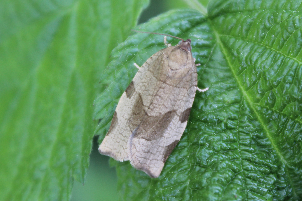 Choristoneura hebenstreitella - mogyoró-sodrómoly