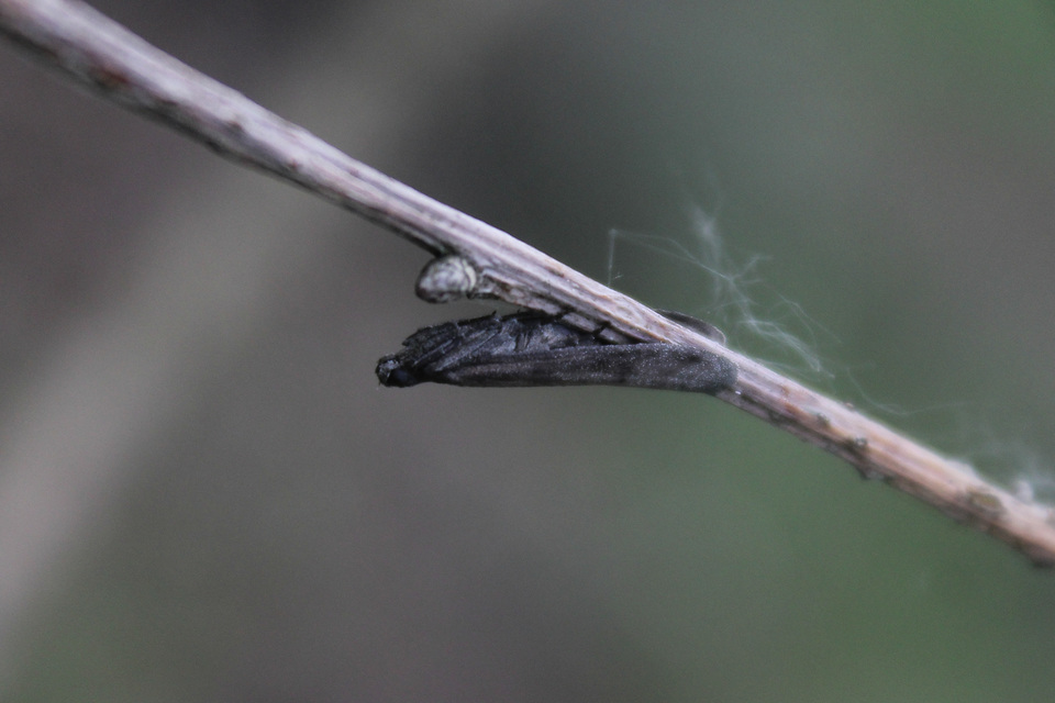 Pyralidae - fényiloncák