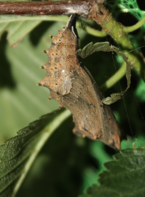 Nymphalis polychloros - nagy rókalepke
